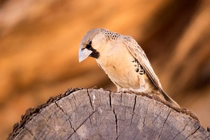 Social weaver (Républicain sociable) Namibie