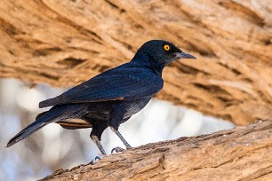 Palewinged starling (Rufipenne naboroup) Palewinged starling (Rufipenne naboroup)