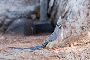 white backed mousebird (Coliou à dos blanc) white backed mousebird (Coliou à dos blanc)