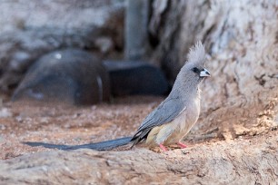 white backed mousebird (Coliou à dos blanc) white backed mousebird (Coliou à dos blanc)