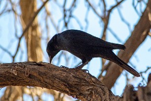 Palewinged starling (Rufipenne naboroup) Palewinged starling (Rufipenne naboroup)