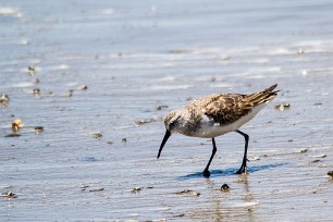 Dunlin (Bécasseau variable) Dunlin (Bécasseau variable)