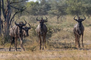 Gnou Botswana - Mudumu - Mamili