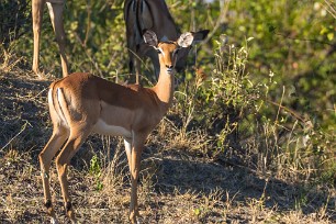 Impala Botswana - Mudumu - Mamili