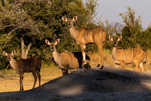 Grand koudou Botswana - Mudumu - Mamili