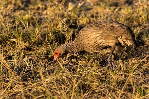 Red-necked spurfowl ( Francolin à gorge rouge) Red-necked spurfowl ( Francolin à gorge rouge)