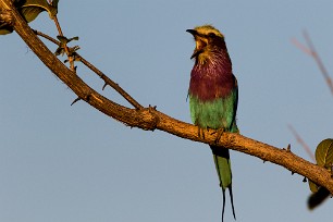 Lilac-breasted roller (Rollier à longs brins) Lilac-breasted roller (Rollier à longs brins)