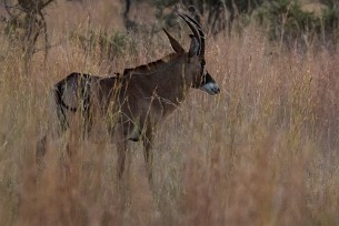 Antilope rouanne Botswana - Mudumu - Mamili