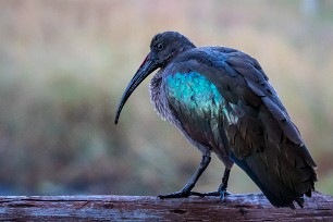 Glossy ibis (Ibis Falcinelle) Glossy ibis (Ibis Falcinelle)