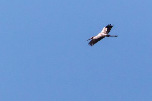 Marabou Stork ( Marabout d'Afrique) Marabou Stork ( Marabout d'Afrique)