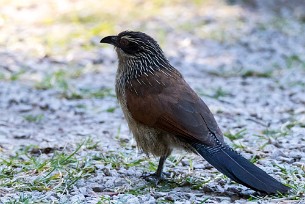 White-browed Coucal (Coucal à sourcils blancs) White-browed Coucal (Coucal à sourcils blancs)