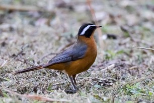 White browed Robin-chat (Cossyphe de Heuglin) White browed Robin-chat (Cossyphe de Heuglin)