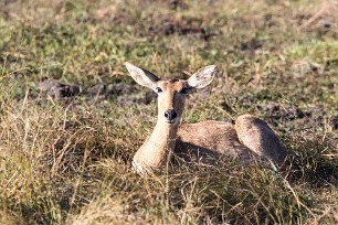 Cobe lechwe Namibie - Caprivi - Mahango