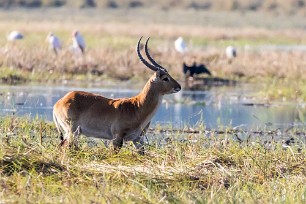 Cobe lechwe Namibie - Caprivi - Mahango