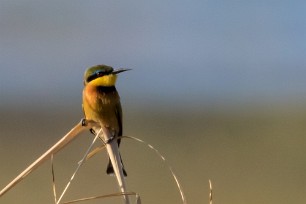 Little Bee-eater (Guêpier nain) Little Bee-eater (Guêpier nain)