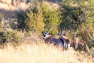 Oryx En route vers Sossusvlei