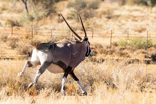 Oryx En route vers Sossusvlei