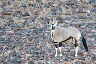 Oryx Vers Sossusvlei