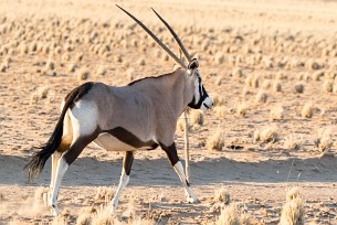 Oryx Vers Sossusvlei