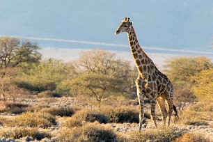 Girafe Vers Sossusvlei