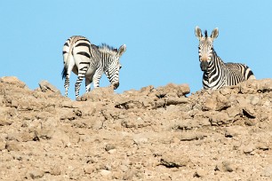 Zèbre de montagne En toute vers les Monts Erango