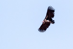 Lappet-faced vulture (Vautour oricou) En toute vers les Monts Erango