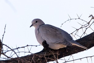 Cape Turtle Dove (Tourterelle du Cap) Au pied des monts Erango