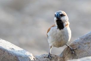 Great sparrow (Grand moineau) Au pied des monts Erango