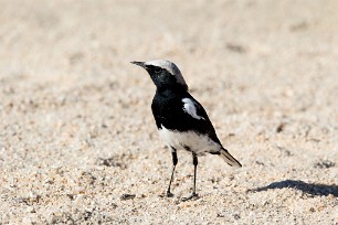 Mountain wheatear (Traquet montagnard) Au Spitzkopje