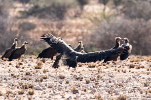 Cape vulture (Vautour chassefiente) En route vers Twyfelfontein