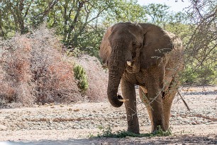 Eléphant du désert En route vers Twyfelfontein