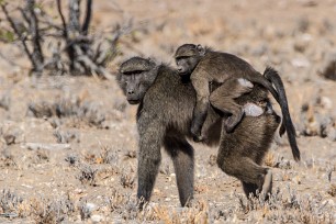 Babouin En route vers Twyfelfontein