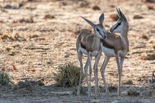 Springbok En route vers Twyfelfontein