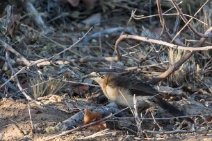 Bare-cheeked babbler (Turdoides gymnogenys) Dans la région de Twyfelfontein