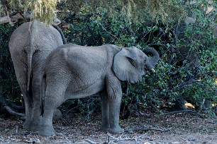 Eléphant du désert Dans la région de Twyfelfontein