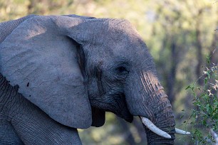 Eléphant du désert Dans la région de Twyfelfontein