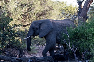 Eléphant du désert Dans la région de Twyfelfontein