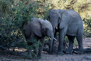 Eléphant du désert Dans la région de Twyfelfontein