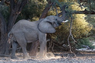 Eléphant du désert Dans la région de Twyfelfontein