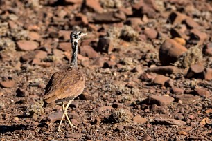 Rüppell's korhaan (Outarde de Rüppell) Etendeka