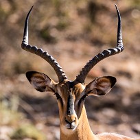 Impala Etendeka