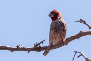 Red-headed Finch (Amadine à tête rouge) Etendeka