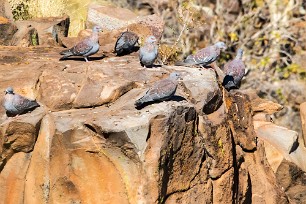 Speckled pigeon (Pigeon roussard) Etendeka