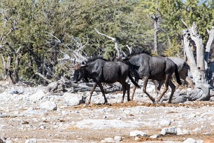 Gnou Okaukuejo (Etosha)