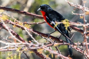 Crimson-breasted shrike (Gonolek rouge et noir) Okaukuejo (Etosha)