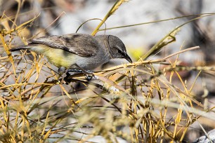 Yellow-bellied Eremomela (Érémomèle à croupion jaune) Okaukuejo (Etosha)