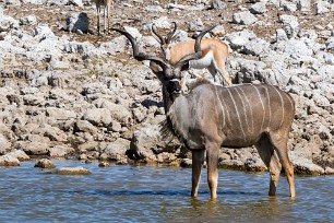 Grand Koudou Okaukuejo (Etosha)