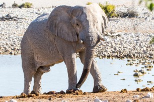 Eléphant Okaukuejo (Etosha)