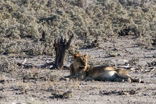 Lion Okaukuejo (Etosha)