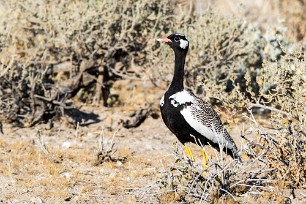 Northern black korhaan (Outarde à miroir blanc) Okaukuejo (Etosha)